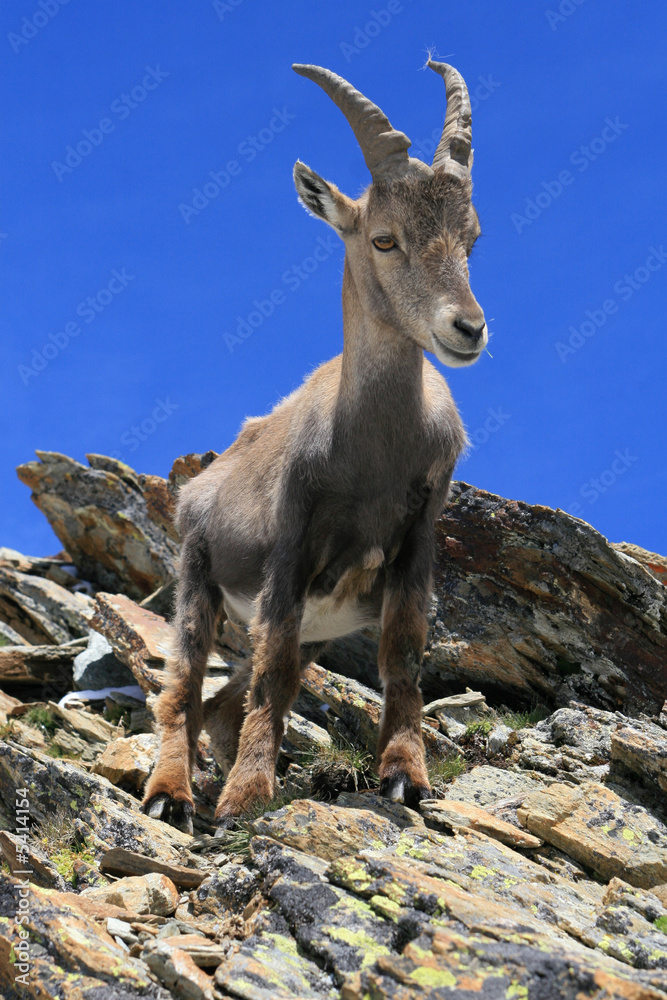 Chamois in the France Alps.