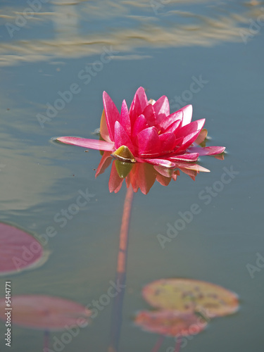 Nymphaea (red water lily) two, close-up