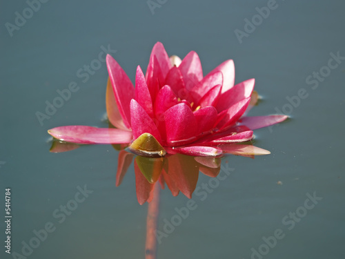 Nymphaea (red water lily) three, close-up