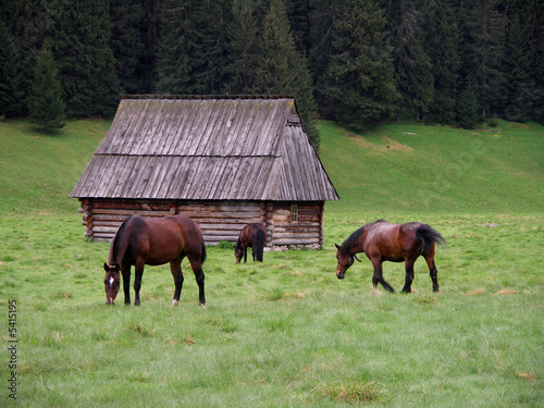 Horses at mountines meadow photo