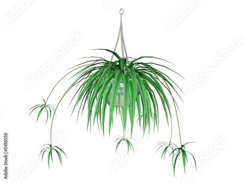 Illustration of a spider plant, a hanging plant