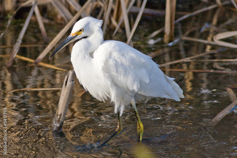 Snowy Egret Snowy Egret
