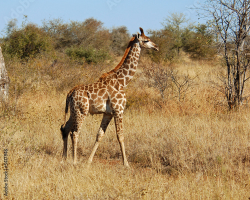 Young Giraffe in the Kruger Park  South Africa