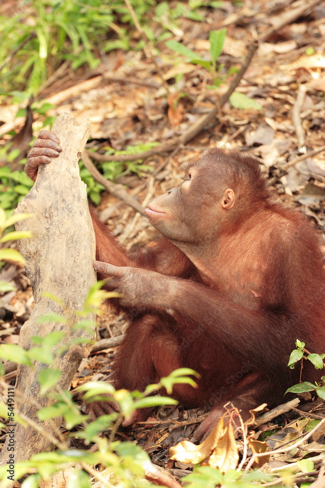 Obraz premium Young Orang-Utan