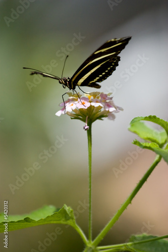 Butterfly on flower