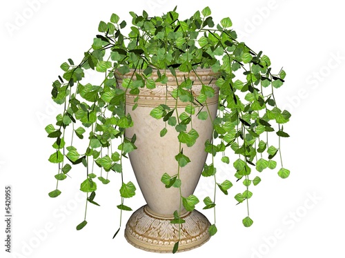 Illustration of a swedish ivy, a hanging plant photo
