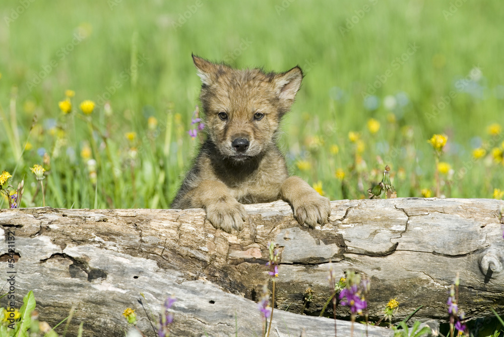 Fototapeta premium Gray wolf cub in field of spring flowers. 