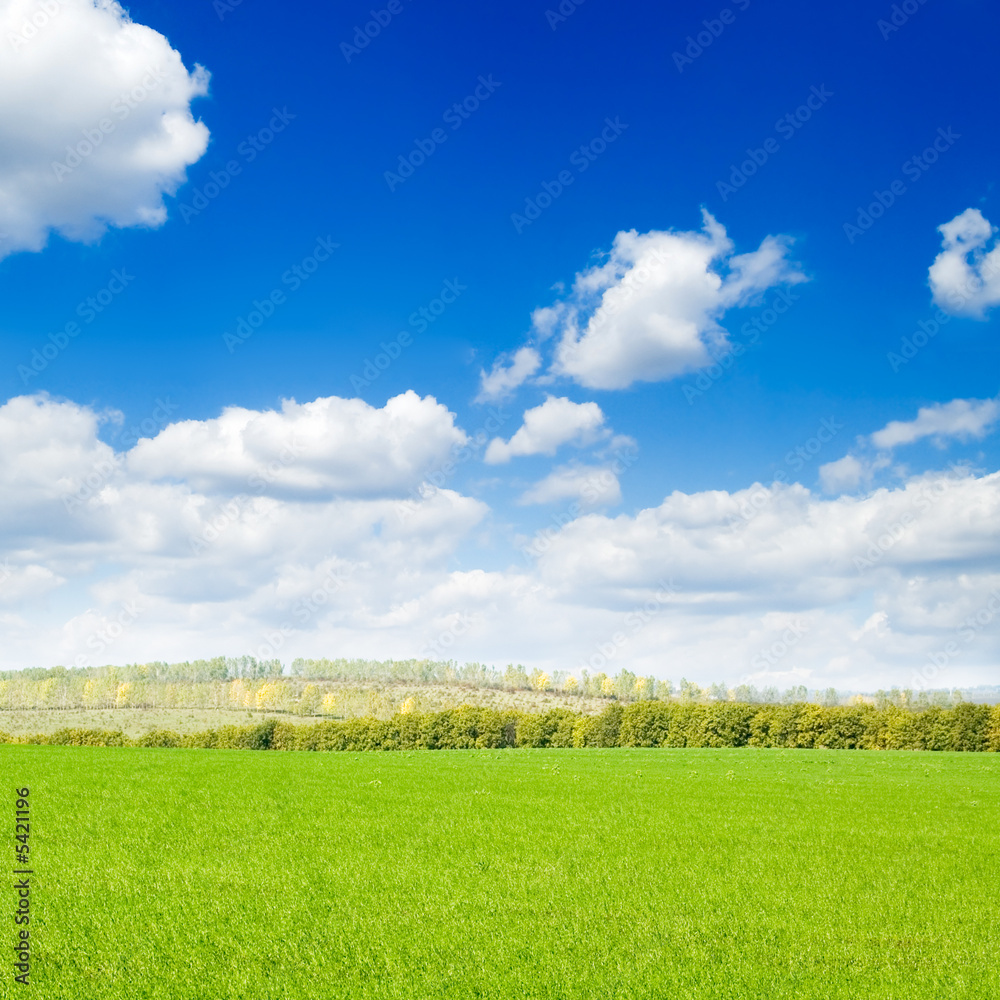 Autumn field on a background of the blue sky and white clouds. Autumn field on a background of the blue sky and white clouds.
