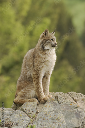 Young Canadian lynx portriat, telephoto shot in Montana