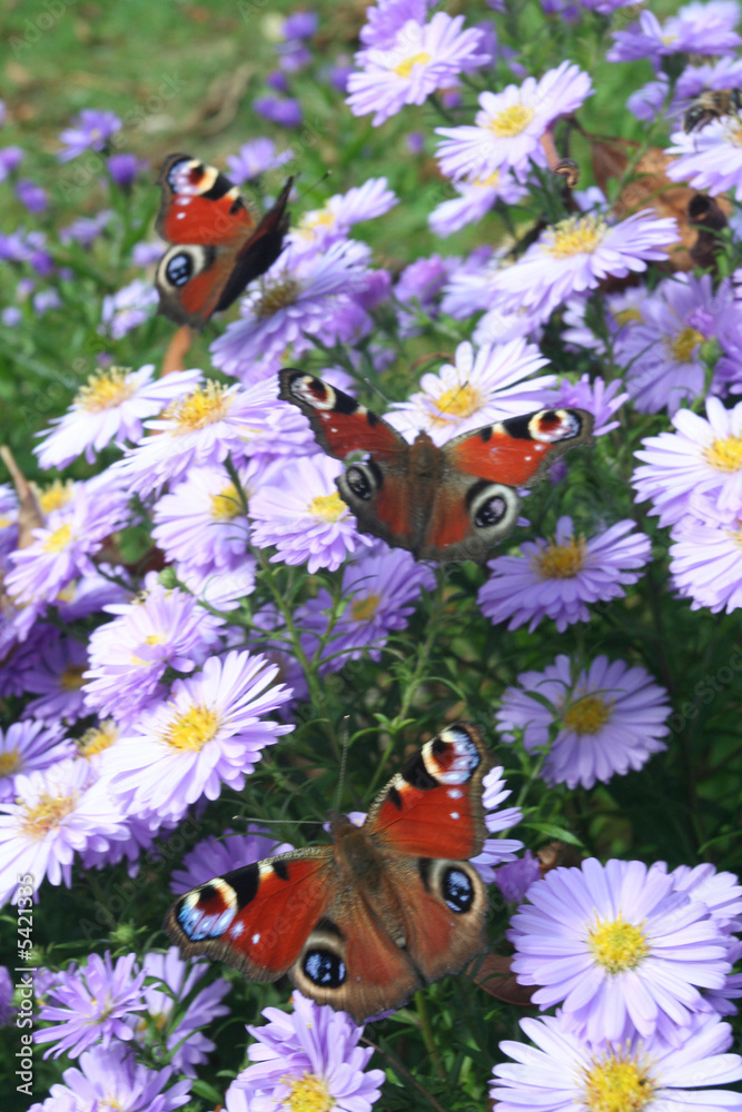 Naklejka premium Three peacock caterpillars