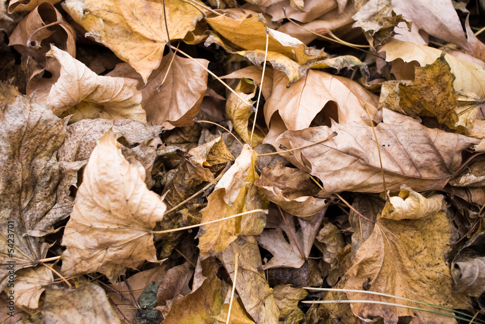 Fototapeta premium Feuilles mortes en automne