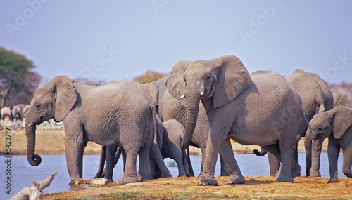 Breeding herd of elephants arrive at an Etosha waterhole