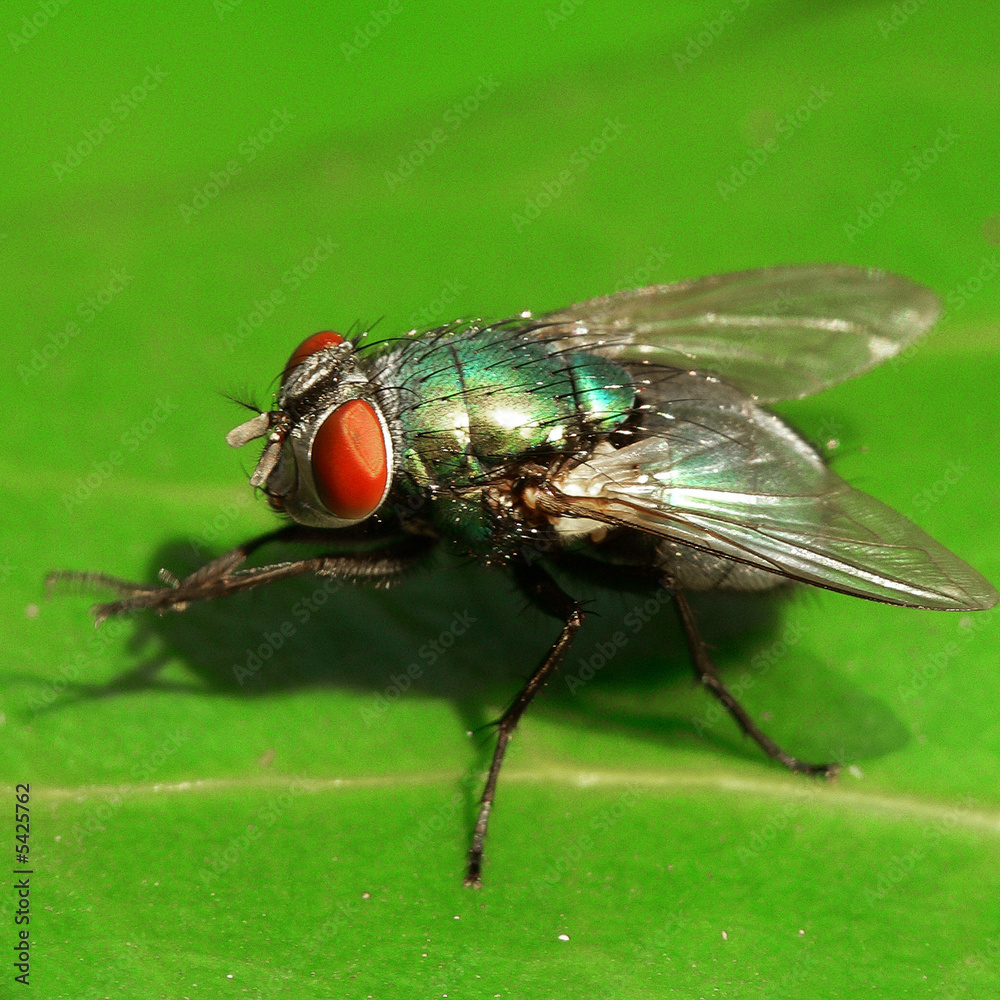 Die grüne Schmeissfliege Die grüne Schmeissfliege