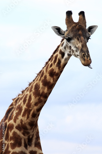 Fototapeta Naklejka Na Ścianę i Meble -  Masai or Kilimanjaro Giraffe 