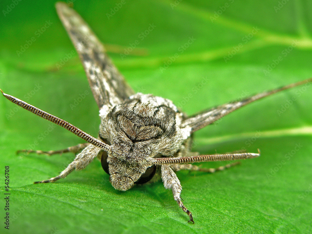 Naklejka premium Windenschwärmer ( Agrius convolvuli)_07