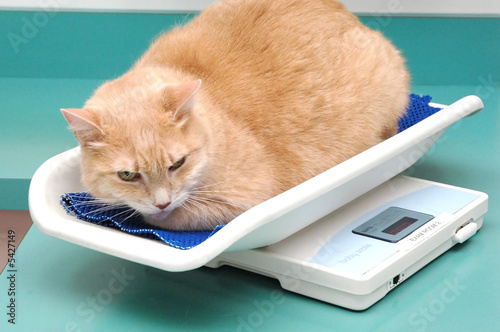 Cat in a veterinarian office.
