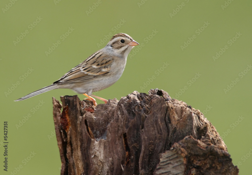 Clay-colored Sparrow Clay-colored Sparrow