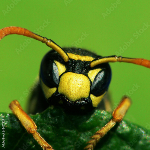 Französische Feldwespe ( Polistes dominulus )_02 photo