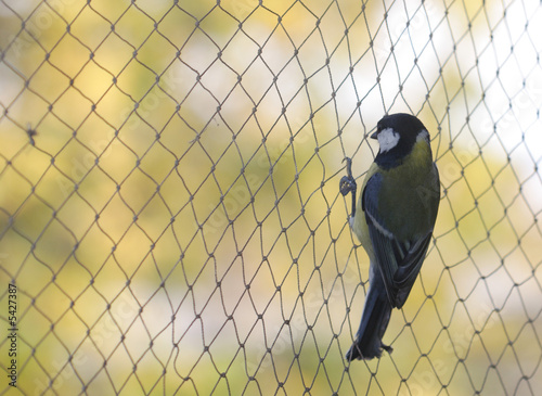 Tomtit sit on the kapron fibre net.