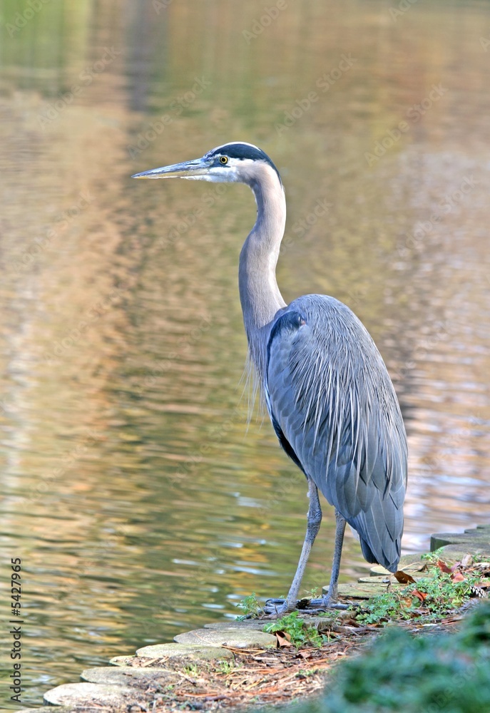 Fototapeta premium Great Blue Heron - Ardea herodias