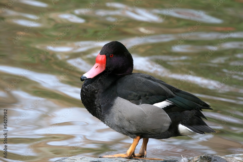 Rosy-billed pochard - Netta peposaca Rosy-billed pochard - Netta peposaca