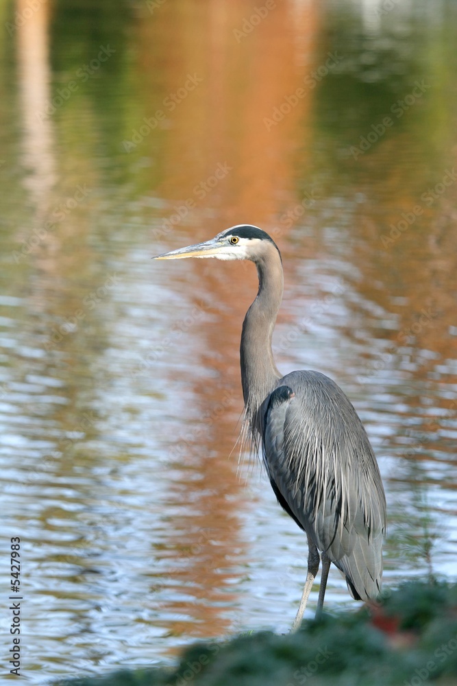 Obraz premium Great Blue Heron - Ardea herodias