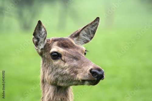 Portrait of deer