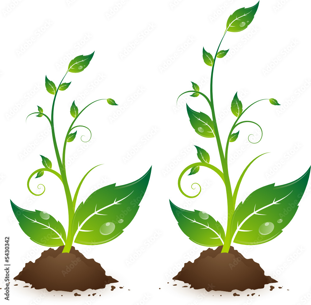 Jeune plante, image vectorielle