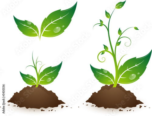 Jeune plante, image vectorielle