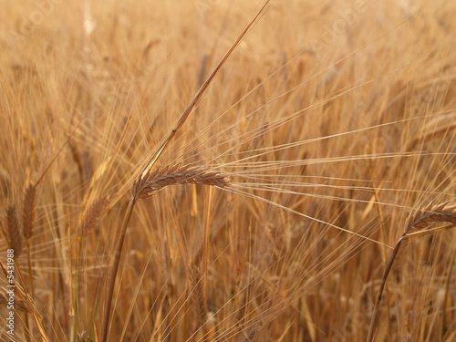 Barley (Hordeum distichum) head, close-up
