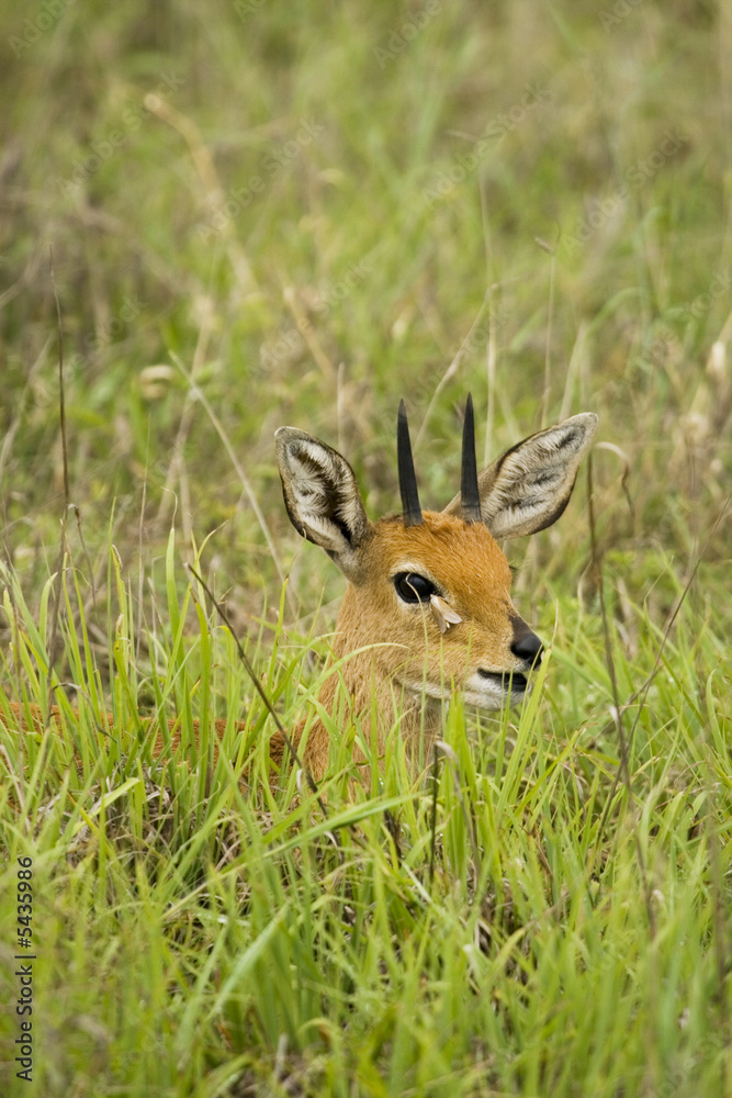 Very Young Impala calf at the savannah South Africa Very Young Impala calf at the savannah South Africa