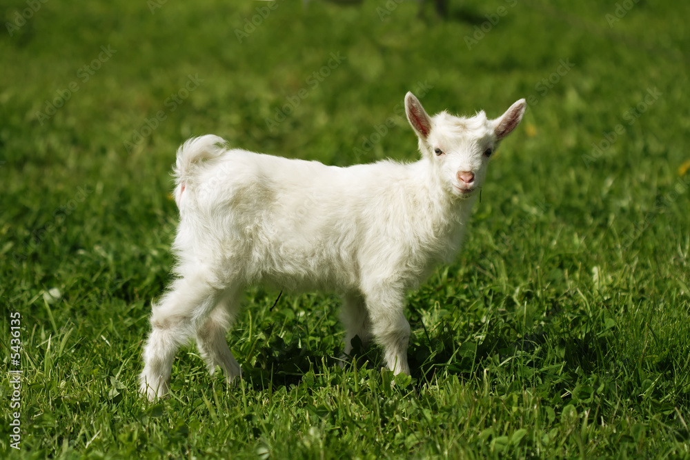 Funny goat on green meadow Funny goat on green meadow