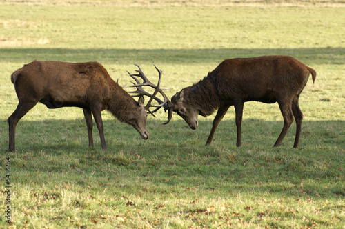 Two Deer Lock Antlers in a Confrontation