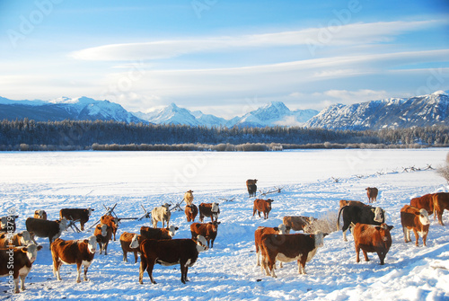 cattle on the ranch