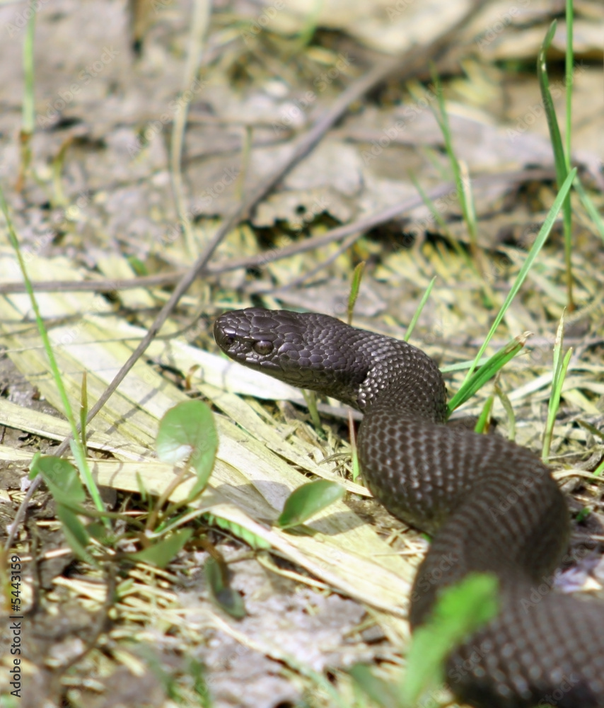 Fototapeta premium Adder