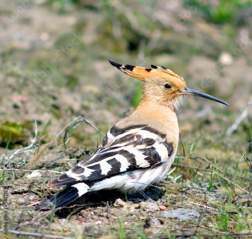 Hoopoe ( Upupa epops )