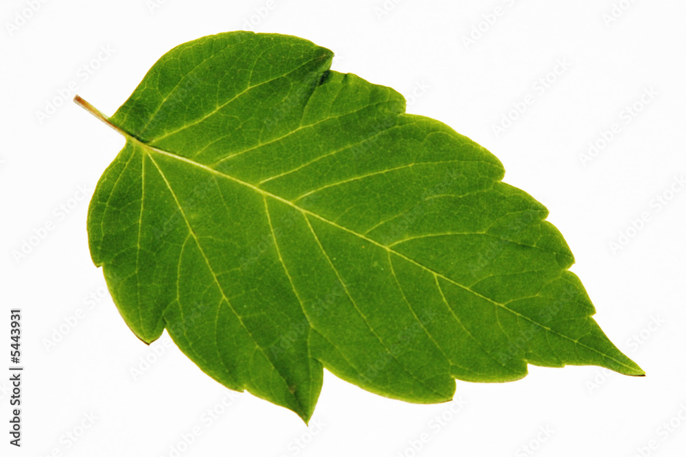 Obraz premium Green Leaf over white background