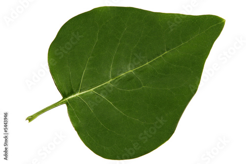 green leaf over white background