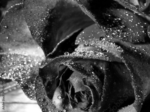 close-up of black and white rose