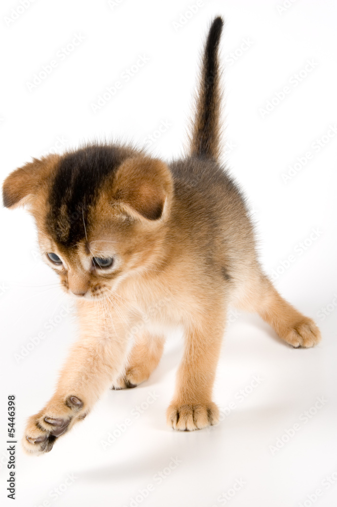 Fototapeta premium Kitten in studio 