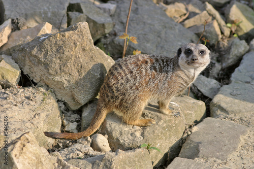 Meerkat (mammal)