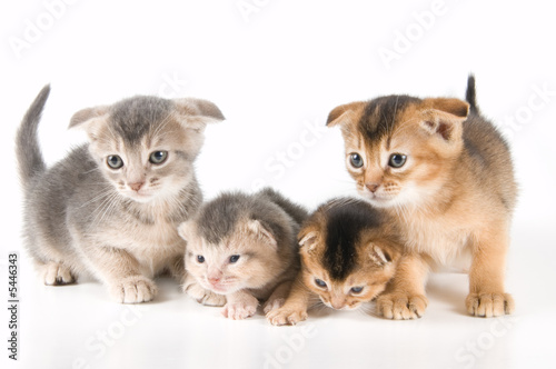 Fototapeta Naklejka Na Ścianę i Meble -  Kittens  in studio 
