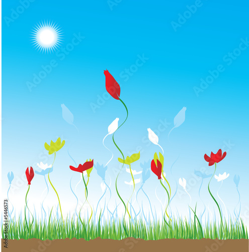 Grass and flowers on a background of the sky
