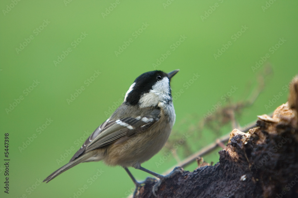 Close up of a Coal Tit(Parus ater) on a branch Close up of a Coal Tit(Parus ater) on a branch