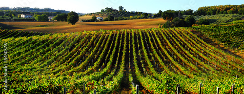 Vineyard in Italy