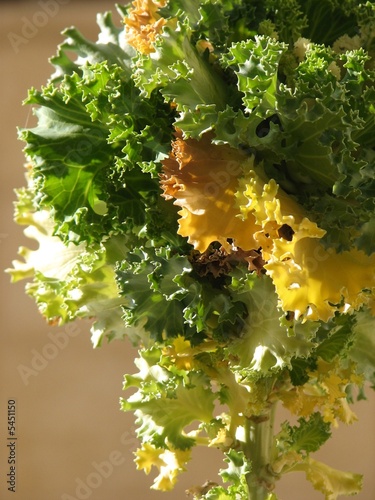 Another cabbage