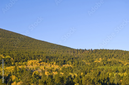 Pine trees cover the side of a mountain 