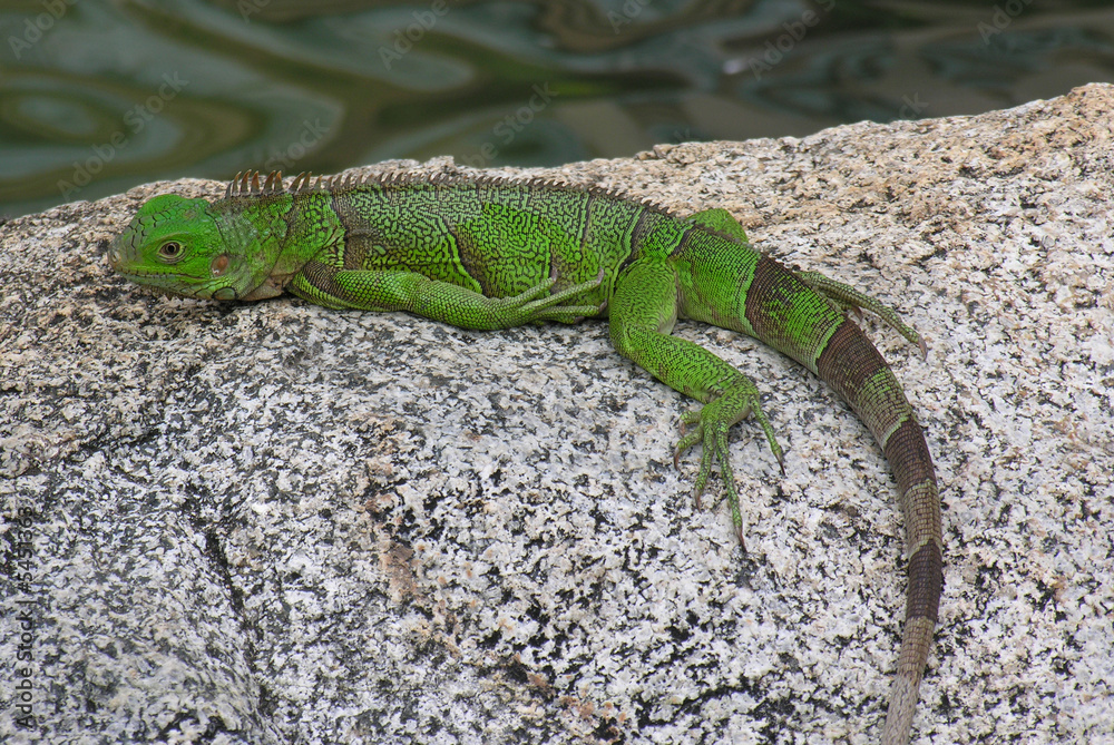Iguana in Aruba
