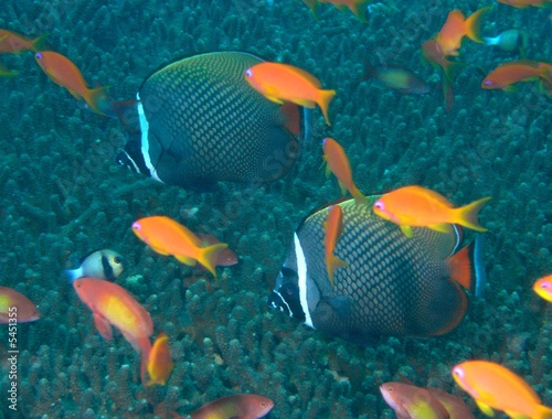 Halsbandfalterfisch (Chaetodon collare) 