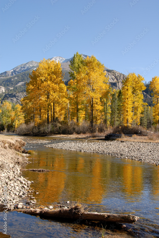 Snow On Mountain Peak, Cottonwood Trees in Autumn Color